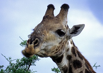 Kapgiraffe ( G. c. capensis camelopardalis giraffa): Kopf - Kruger National Park