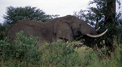 Afrikanischer Elefant (Loxodonta africana) - Kruger National Park