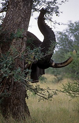 Afrikanischer Elefant (Loxodonta africana): Rüssel und Stoßzähne - Kruger National Park