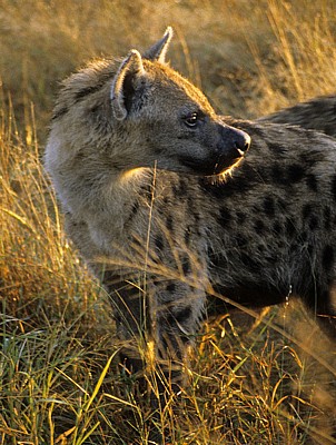 Tüpfelhyäne (Crocuta crocuta) - Kruger National Park