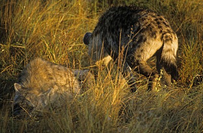 Tüpfelhyänen (Crocuta crocuta) - Kruger National Park