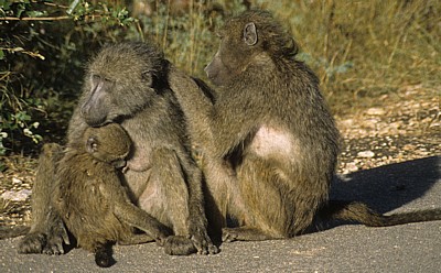 Bärenpaviane (Papio ursinus) - Kruger National Park