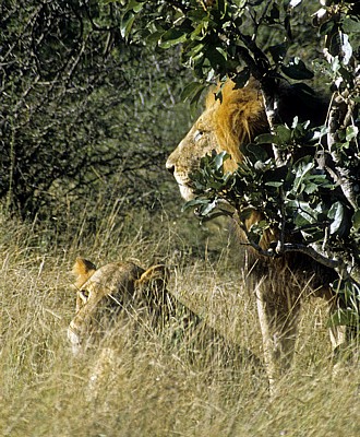 Löwen (Panthera leo) - Kruger National Park