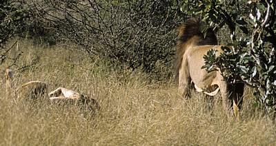 Löwen (Panthera leo) bei der Paarung - Kruger National Park