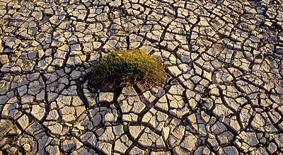 Gras am ausgetrockneten Ufer des River Mersey - Hale