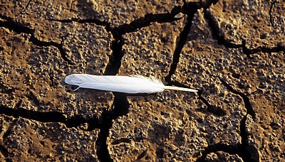 River Mersey: Weiße Feder auf ausgetrocknetem Boden - Hale