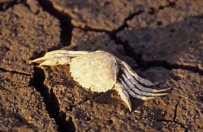 River Mersey: Tote Sandkrabbe (Necora puber) auf ausgetrocknetem Boden - Hale