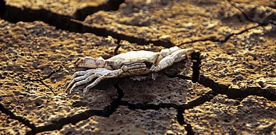 River Mersey: Tote Sandkrabbe (Necora puber) auf ausgetrocknetem Boden - Hale