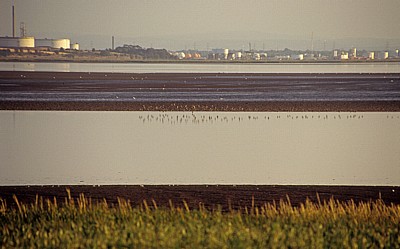 Vögel am River Mersey - Hale