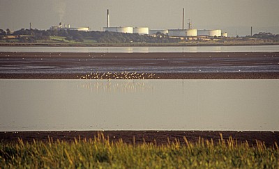 Vögel am River Mersey - Hale