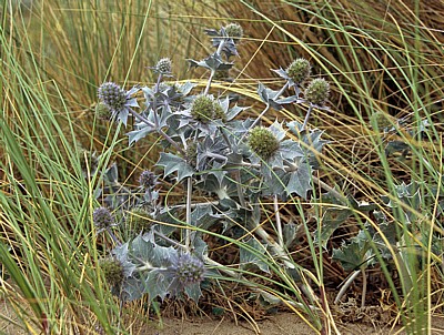 Stranddistel (Eryngium maritimum) - Talacre