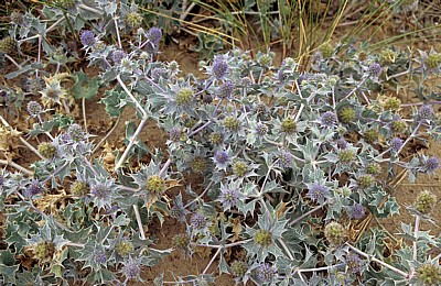Stranddistel (Eryngium maritimum) - Talacre