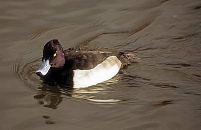 Reiherente (Aythya fuligula) - Bakewell