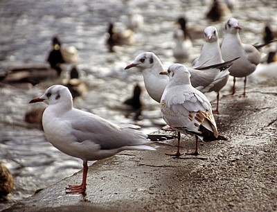 Lachmöwen (Larus ridibundus) - Bakewell
