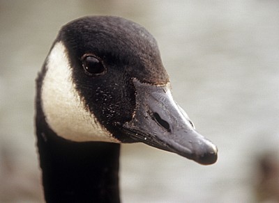 Kanadagans (Branta canadensis): Kopf - Bakewell