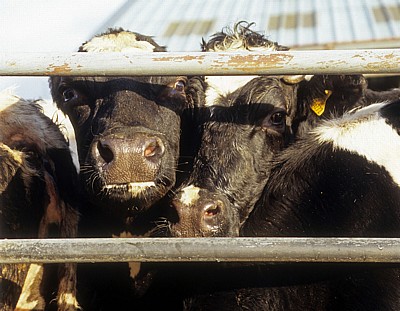 Derby Livestock Market: Rinder in Pferchen - Derby