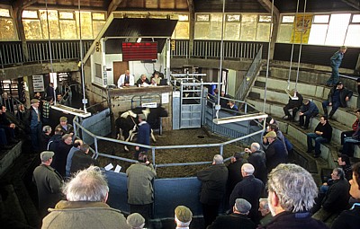 Derby Livestock Market: Rinderauktion - Derby
