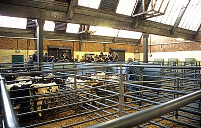 Derby Livestock Market: Kälberauktion - Derby