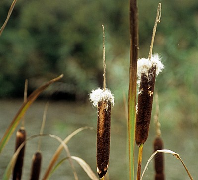 Rohrkolben (Lampenputzer, Typha) - Conwy