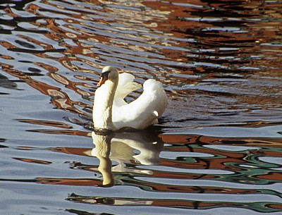 River Soar: Höckerschwan (Cygnus olor) - Leicester