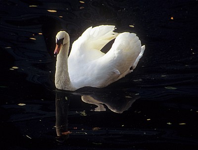 River Soar: Höckerschwan (Cygnus olor) - Leicester