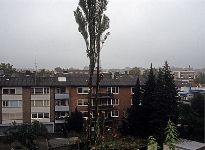 Baumfäller bei der Arbeit von Fällen von Pyramidenpappeln (Säulenpappel / Spitzpappel / Italienische Pappel, Populus nig - Osnabrück
