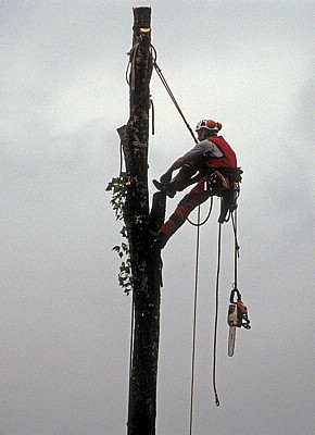 Baumfäller bei der Arbeit von Fällen von Pyramidenpappeln (Säulenpappel / Spitzpappel / Italienische Pappel, Populus nig - Osnabrück