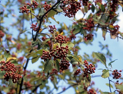 Österreichische Mehlbeere (Sorbus austriaca) - Frankfurt/Main