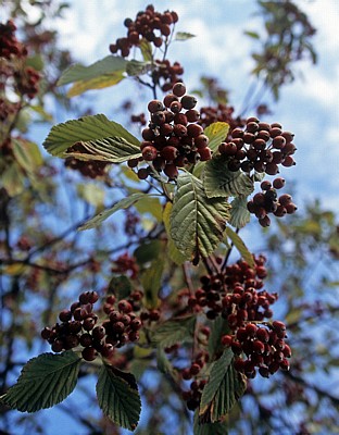 Österreichische Mehlbeere (Sorbus austriaca) - Frankfurt/Main