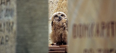 Domherrenfriedhof: Junger Uhu (Bubo bubo) - Osnabrück