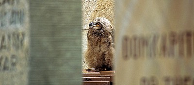 Domherrenfriedhof: Junger Uhu (Bubo bubo) - Osnabrück