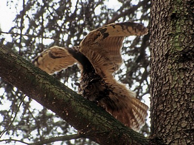 Uhu (Bubo bubo) bei Dehnübungen in einem Baum - Osnabrück