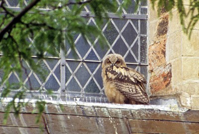 Dom St. Peter: Junger Uhu (Bubo bubo) in einem Fenster - Osnabrück