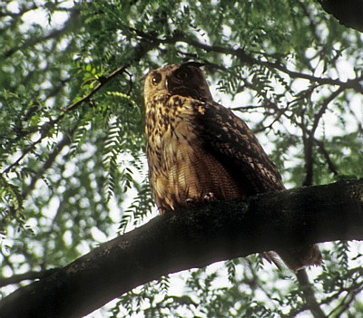 Uhu (Bubo bubo) in einem Baum - Osnabrück