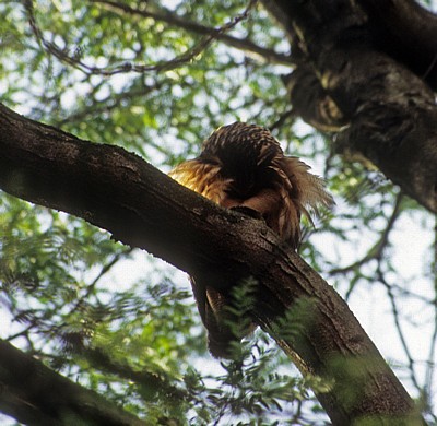 Uhu (Bubo bubo) in einem Baum - Osnabrück