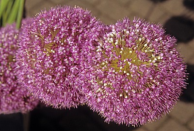 Zierlauch (Allium) - Bückeburg