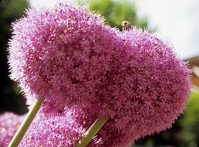Zierlauch (Allium) - Bückeburg