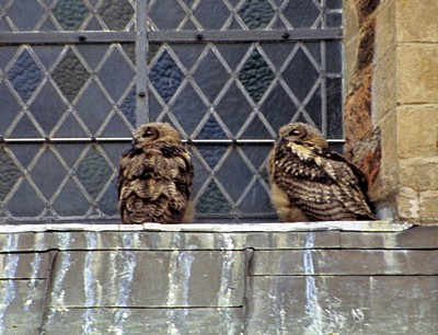 Dom St. Peter: Junge Uhus (Bubo bubo) in einem Fenster - Osnabrück