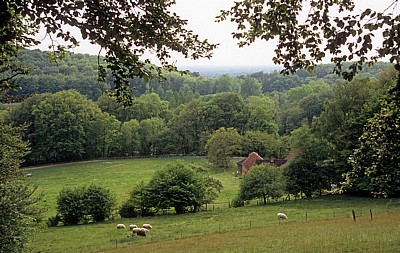Schafe auf einer Wiese - Tecklenburg