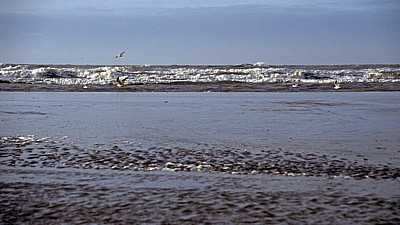 Formby Beach: Lachmöwen (Larus ridibundus) fliegen am Wasser  - Formby