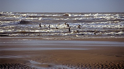 Formby Beach: Lachmöwen (Larus ridibundus) fliegen am Wasser  - Formby