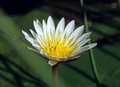 Seerose (Nymphaea caerulea) - Okavango-Delta