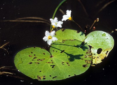 Thunbergs Seekanne / Floating Hearts (Nymphoides thunbergiana) - Okavango-Delta