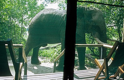Kwara Camp: Afrikanischer Elefant (Loxodonta africana) vor dem Zelt   - Okavango-Delta
