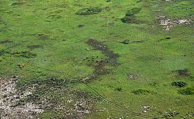 Flug Kwara - Maun: Blick auf Antilopen im Delta - Okavango-Delta