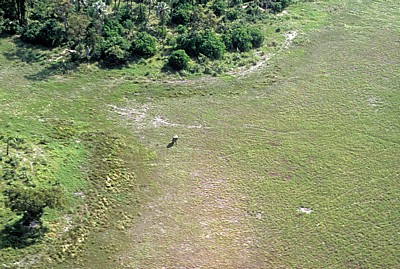 Flug Kwara - Maun: Afrianischer Elefant (Loxodonta africana) im Delta - Okavango-Delta