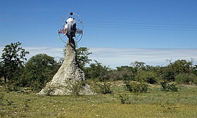 Termitenhügel mit Hinweis für Planet Baobab - Gweta
