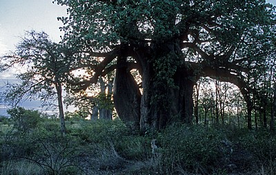 Planet Baobab: Baobabs / Afrikanische Affenbrotbäume (Adansonia digitata) - Gweta