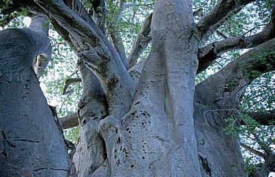 Planet Baobab: Baobab / Afrikanischer Affenbrotbaum (Adansonia digitata) - Gweta
