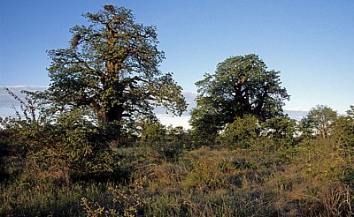 Planet Baobab: Baobabs / Afrikanische Affenbrotbäume (Adansonia digitata) - Gweta